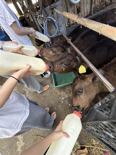 Image - 2026-02-11T160250.051